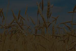 Пшеница озимая