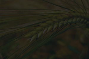 Ячмень яровой