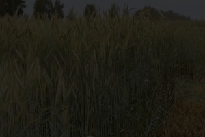 Тритикале озимая